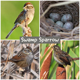 Swamp Sparrow